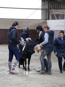 Hoftunier Stall Tunxdorf 2016 079